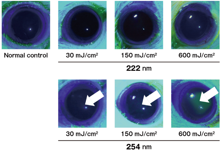 アルビノラットへの紫外線照射試験矢印は染色された角膜炎発生部位